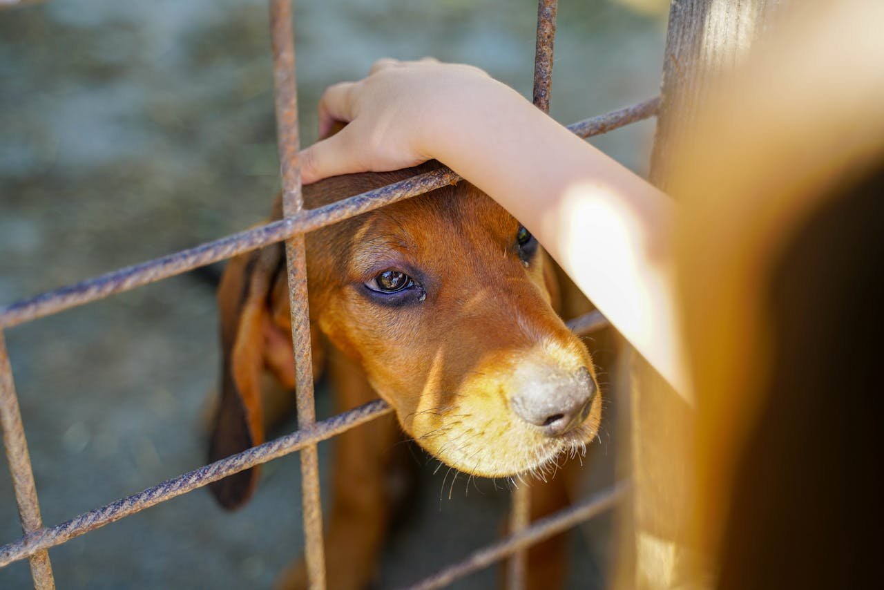 hero-homepage A tender scene of a dog behind a fence being petted by a human hand, showcasing affection.