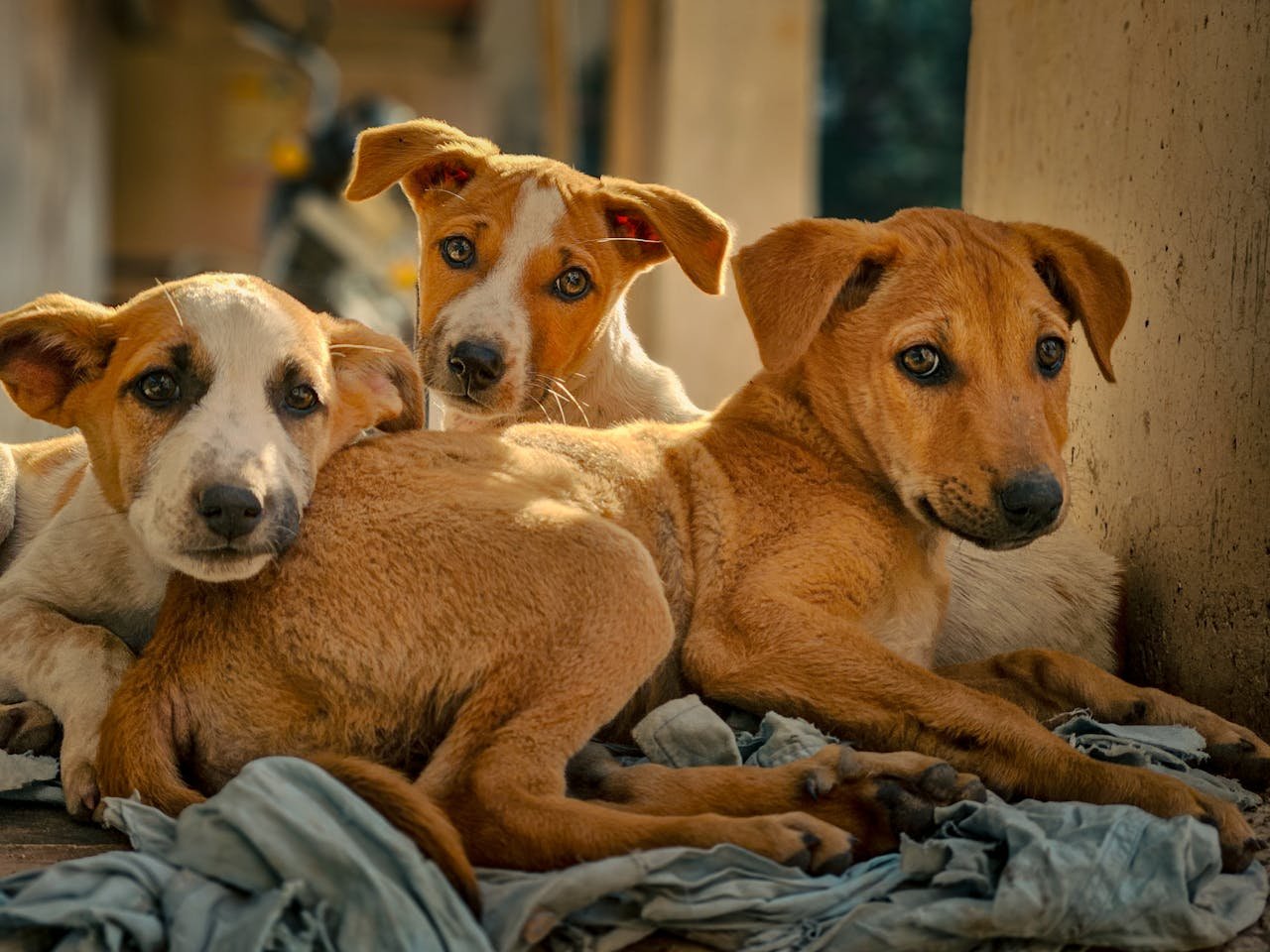 Mastering the First Impression: Your intriguing post title goes here Three adorable stray puppies resting outdoors in Ahmedabad, showcasing companionship and innocence.