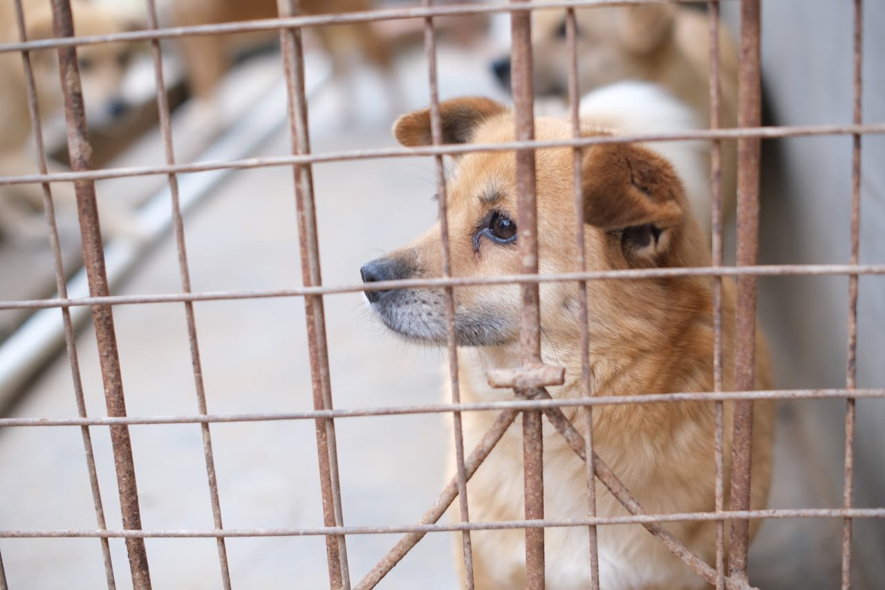 services-02 Adorable dog in a cage at an animal shelter looking pensively outside.