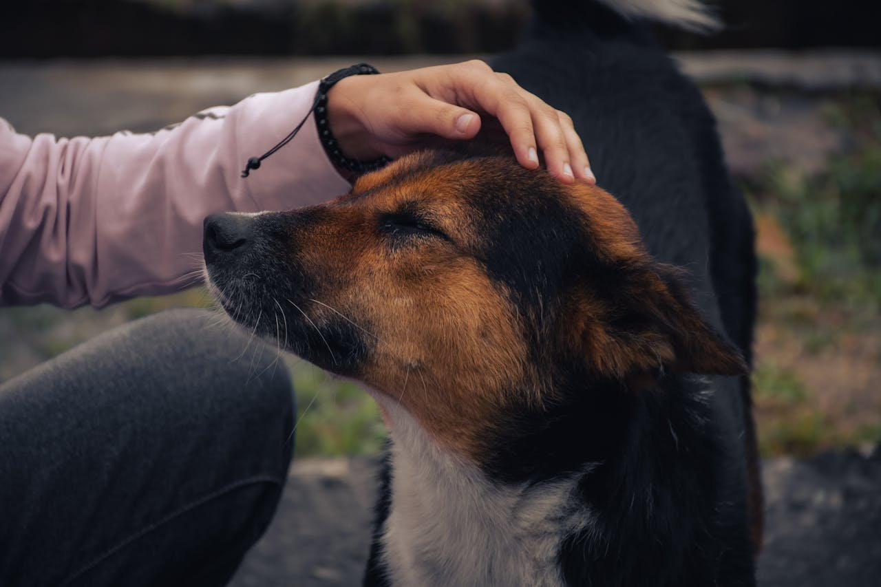 about-01 A close-up of a person gently patting a contented dog outdoors, showcasing a moment of trust and affection.