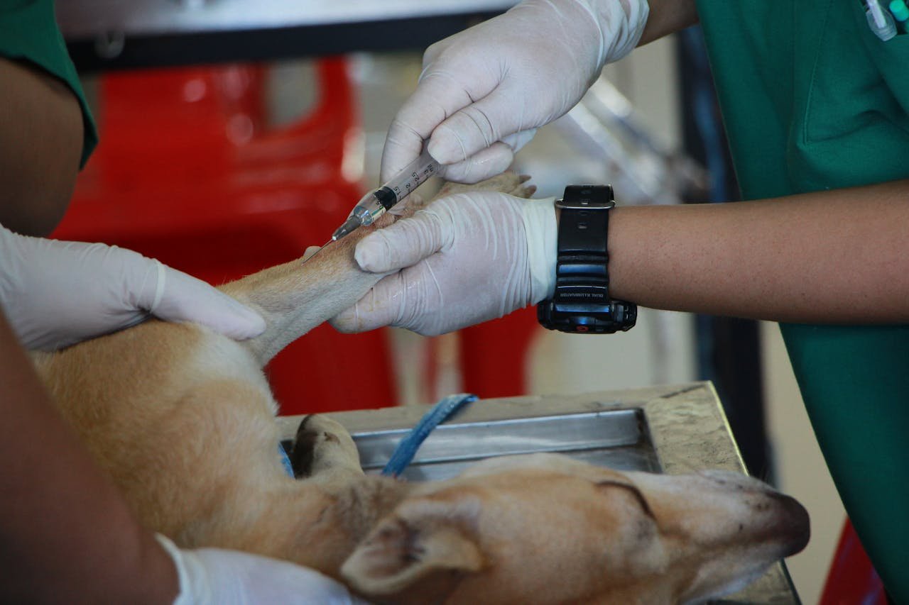 The Art of Drawing Readers In: Your attractive post title goes here Close-up of a veterinarian injecting a dog with care in a clinic setting.